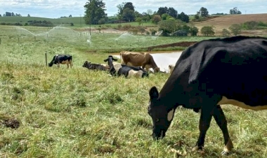 Declaração Anual de Rebanho pode ser feita on-line a partir de 1º de abril