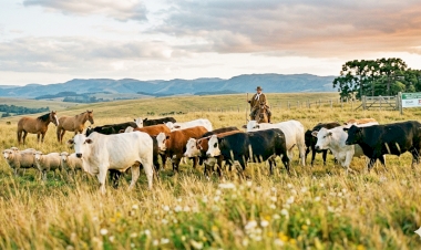 Declaração do Rebanho 2026 já está aberta no RS e segue até 30 de junho