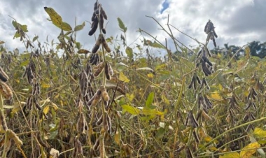 Colheita da soja chega a 50% área cultivada no RS