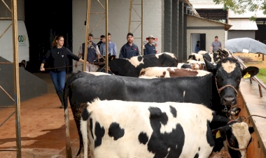 Pecuária começa a receber os animais nesta segunda-feira na Fenasoja