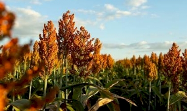 Com potencial para produzir mesmo em situações climáticas severas, sorgo avança no Brasil