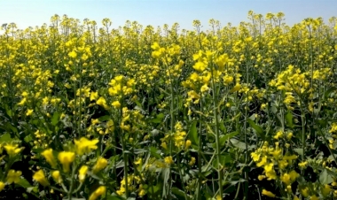 Cultivo de carinata avança no Rio Grande do Sul e ganha espaço como alternativa ao trigo