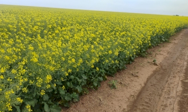 Maior parte das lavouras de canola está em floração no Rio Grande do Sul