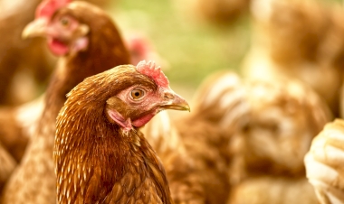 Nutrição equilibrada garante produtividade e longevidade das aves de postura