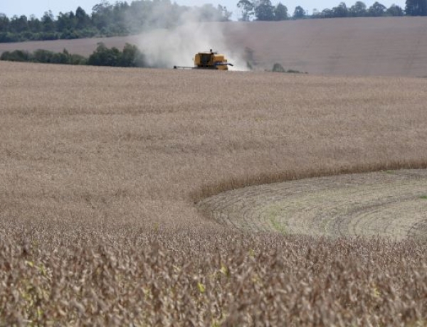 Colheita da soja alcança 10% área cultivada no RS