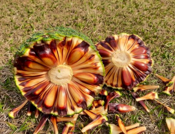 Safra começa com menos pinhão no RS