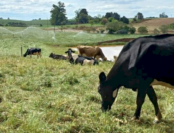 Declaração Anual de Rebanho pode ser feita on-line a partir de 1º de abril