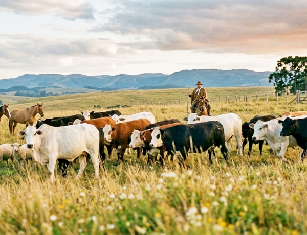 Declaração do Rebanho 2026 já está aberta no RS e segue até 30 de junho
