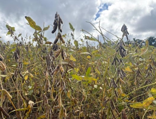 Colheita da soja chega a 50% área cultivada no RS