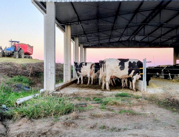 Silagem garante alimentação do rebanho em períodos críticos