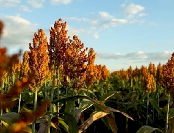 Com potencial para produzir mesmo em situações climáticas severas, sorgo avança no Brasil