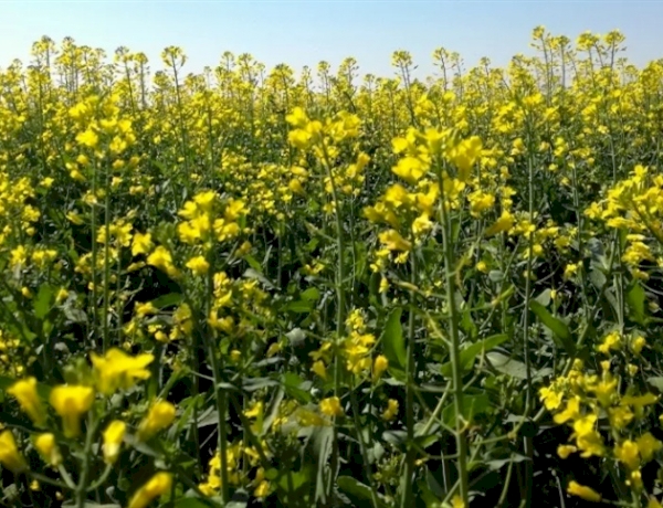 Cultivo de carinata avança no Rio Grande do Sul e ganha espaço como alternativa ao trigo