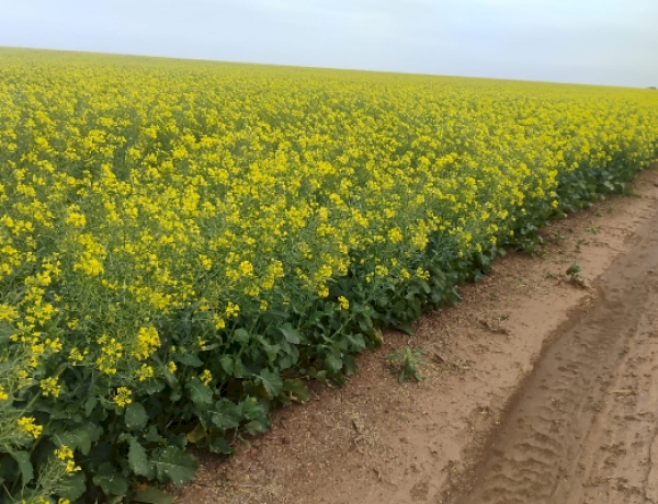 Maior parte das lavouras de canola está em floração no Rio Grande do Sul