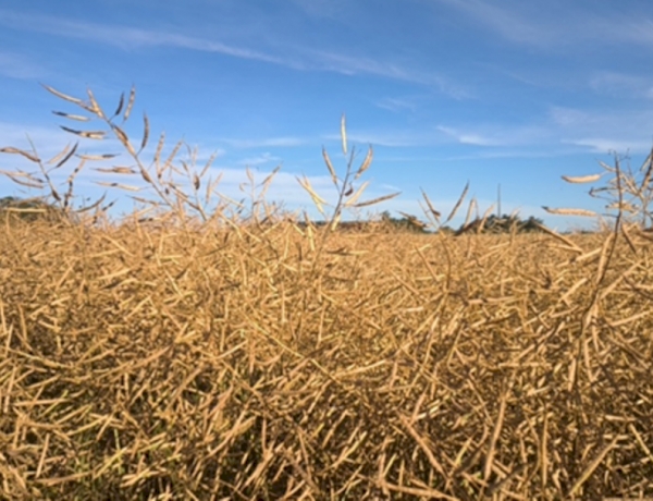 Canola segue em colheita no Rio Grande do Sul