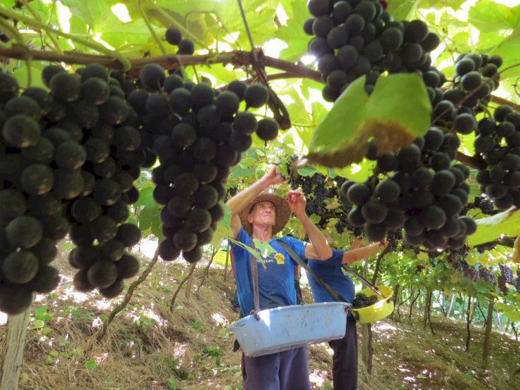 Clima adequado garante boa qualidade e produtividade de uvas e excelente safra