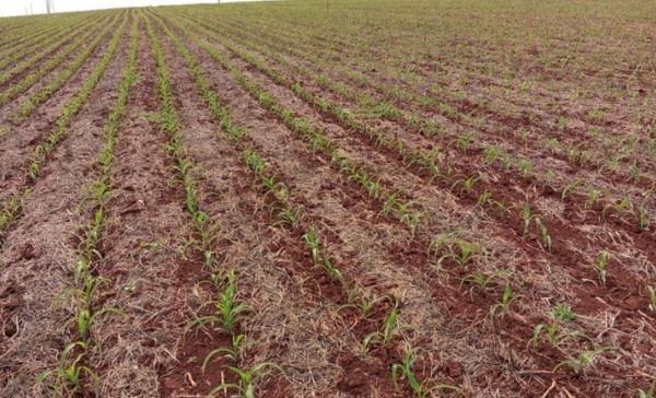 Estabelecimento inicial do milho no RS é satisfatório