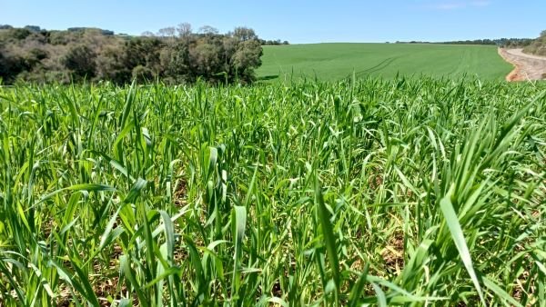 Trigo apresenta desenvolvimento satisfatório no RS