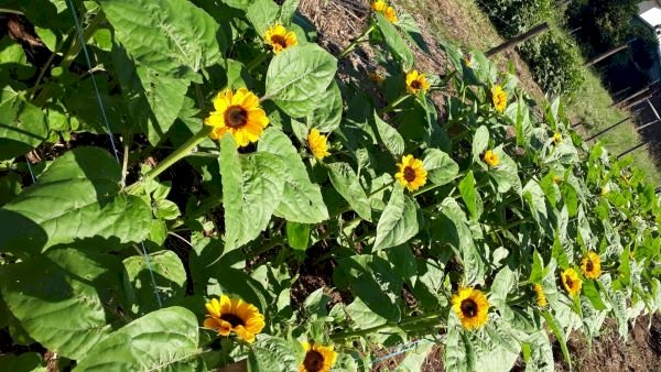 Primavera renova paisagens e inspira projetos de flores no Rio Grande do Sul