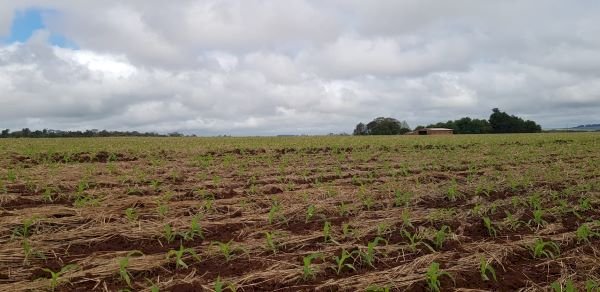 Clima favorece estabelecimento inicial do milho no RS
