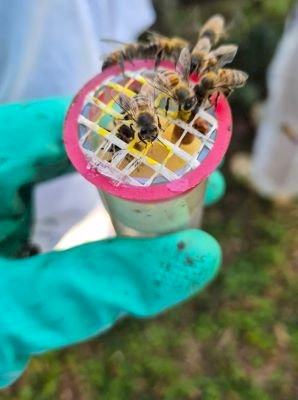 Dia Nacional das Abelhas lembra importância do manejo da Apicultura