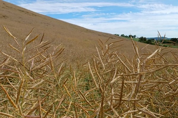 Temperaturas amenas e chuvas bem distribuídas favorecem o desenvolvimento da canola