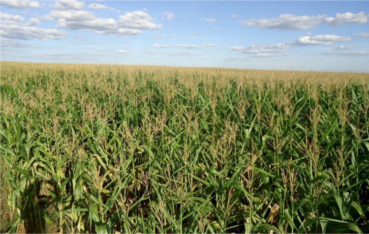 Falta de aproveitamento do nitrogênio prejudica as lavouras