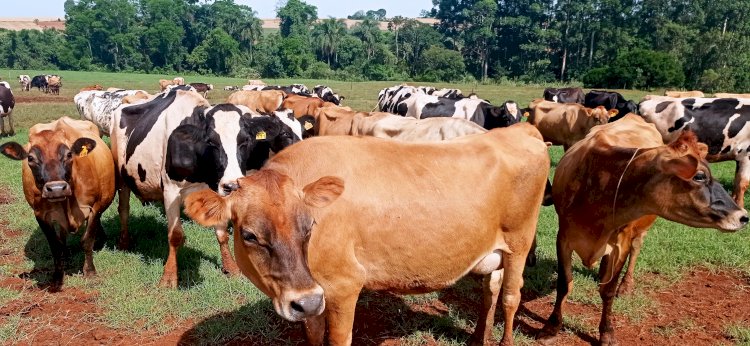 Emater/RS-Ascar realiza levantamento do cenário da atividade leiteira na região de Santa Rosa