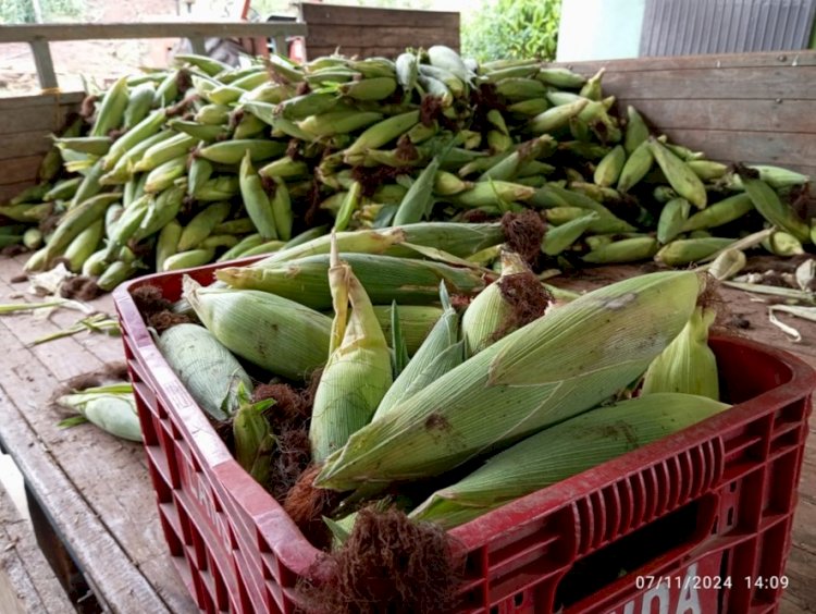 Agricultores e agroindústrias de São Paulo das Missões se destacam com produção de milho verde e olerícolas