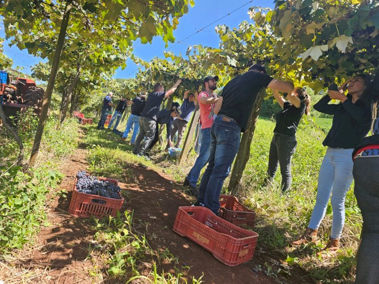 Safra da uva 2025/2026 deve superar produção normal no RS