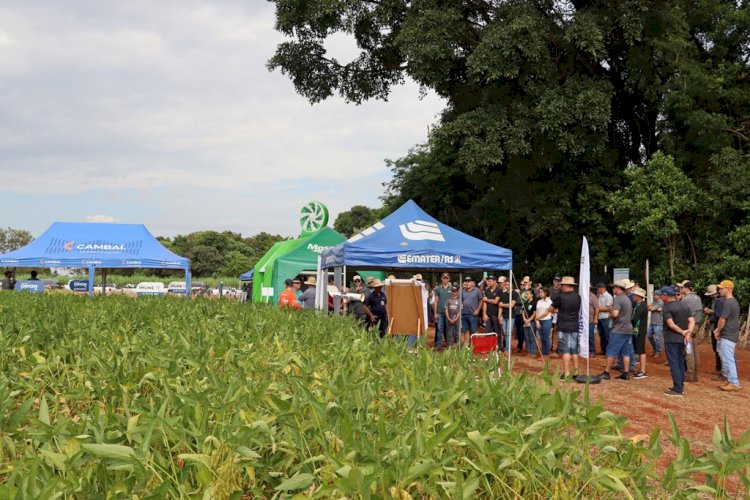 Produtores da região de Santa Rosa buscam orientações em dia de campo sobre soja