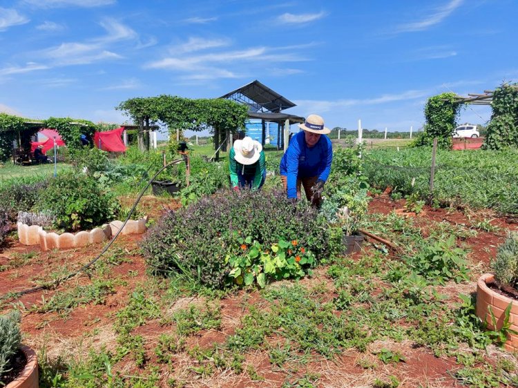 Emater/RS-Ascar prepara espaço diversificado na Expoagro Cotricampo