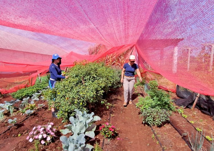 Emater/RS-Ascar prepara espaço diversificado na Expoagro Cotricampo