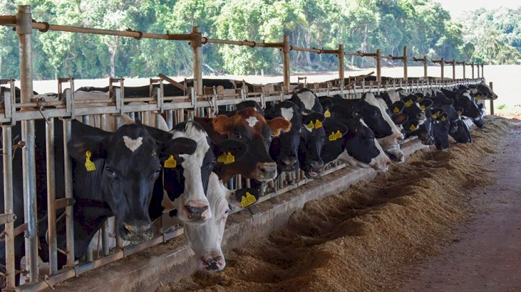 Cotrirosa antecipa pagamento aos produtores de leite pela primeira vez na história