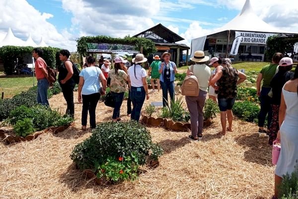 ExpoAgro Cotricampo: Modelo apresentado pela Emater/RS-Ascar orienta cultivo seguro de plantas medicinais e aromáticas
