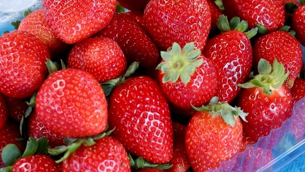 Clima favorece e impulsiona produção de morango no RS