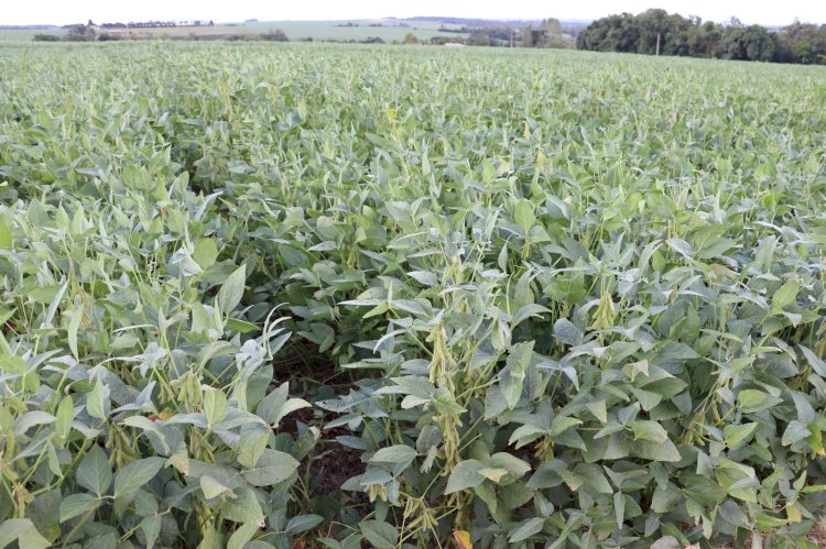 Soy Summit confirma palestrantes e coloca Santa Rosa no centro do debate estratégico da soja