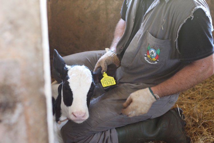 Setrem integra projeto piloto de rastreabilidade bovina da Secretaria da Agricultura do RS