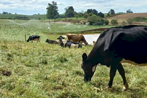 Declaração Anual de Rebanho pode ser feita on-line a partir de 1º de abril