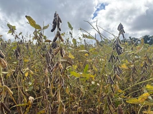 Colheita da soja chega a 50% área cultivada no RS
