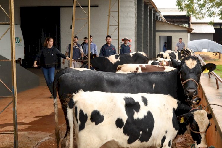 Pecuária começa a receber os animais nesta segunda-feira na Fenasoja