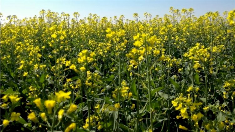 Cultivo de carinata avança no Rio Grande do Sul e ganha espaço como alternativa ao trigo