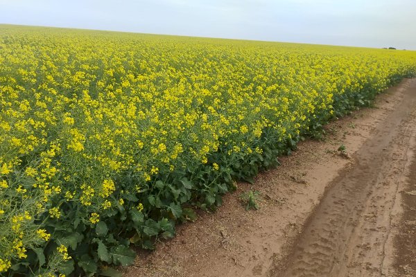 Maior parte das lavouras de canola está em floração no Rio Grande do Sul