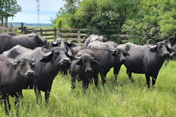Bubalinocultura mostra potencial produtivo na 49ª edição da Expointer