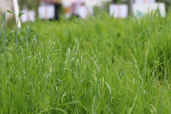 Diversidade de forrageiras amplia opções para produtores na Expointer 2026